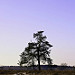 Miniature Photo précédente: Fagne de Malchamps