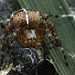 Thumb Shelob dans les escaliers de Cirith Ungol, enveloppe Frodon après l'avoir piqué au cou