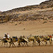 Thumb Marche en avant de toi-même, comme le chameau qui guide la caravane.