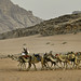 Thumb Le retour de la caravane le soir dans le Wadi-Rum...