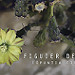 Miniature Photo suivante: Figuier de Barbarie