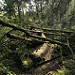 Thumb Tank abandonné dans la forêt