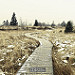 Miniature Photo suivante: Hautes Fagnes, près de la Baraque Michel