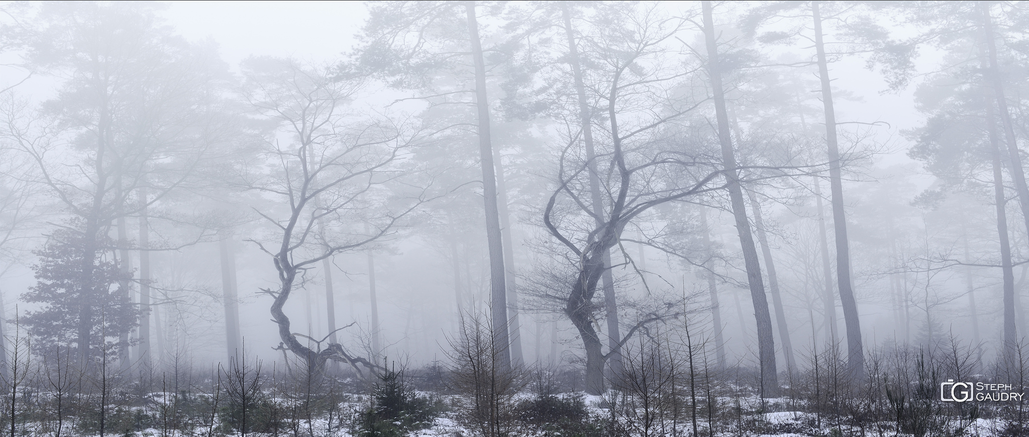 Promenades hivernales / Bois de Xhoris 2015_01_25_151132