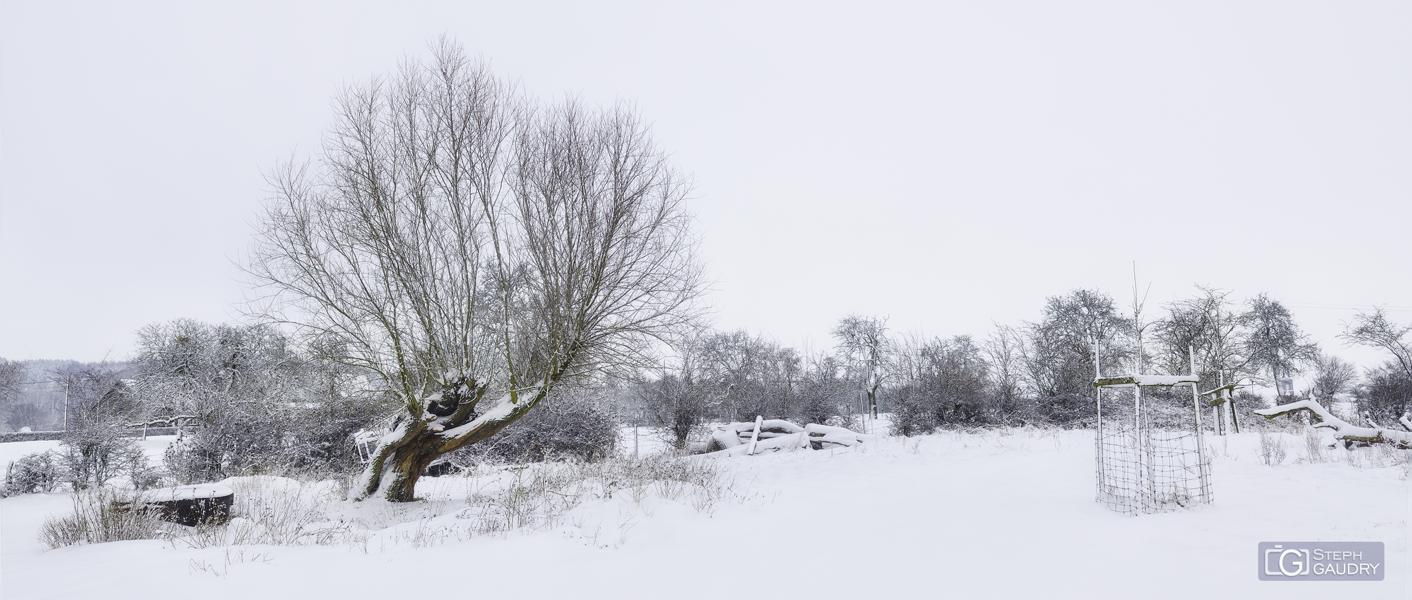 Val Dieu, le vieux saule [Klik om de diavoorstelling te starten]