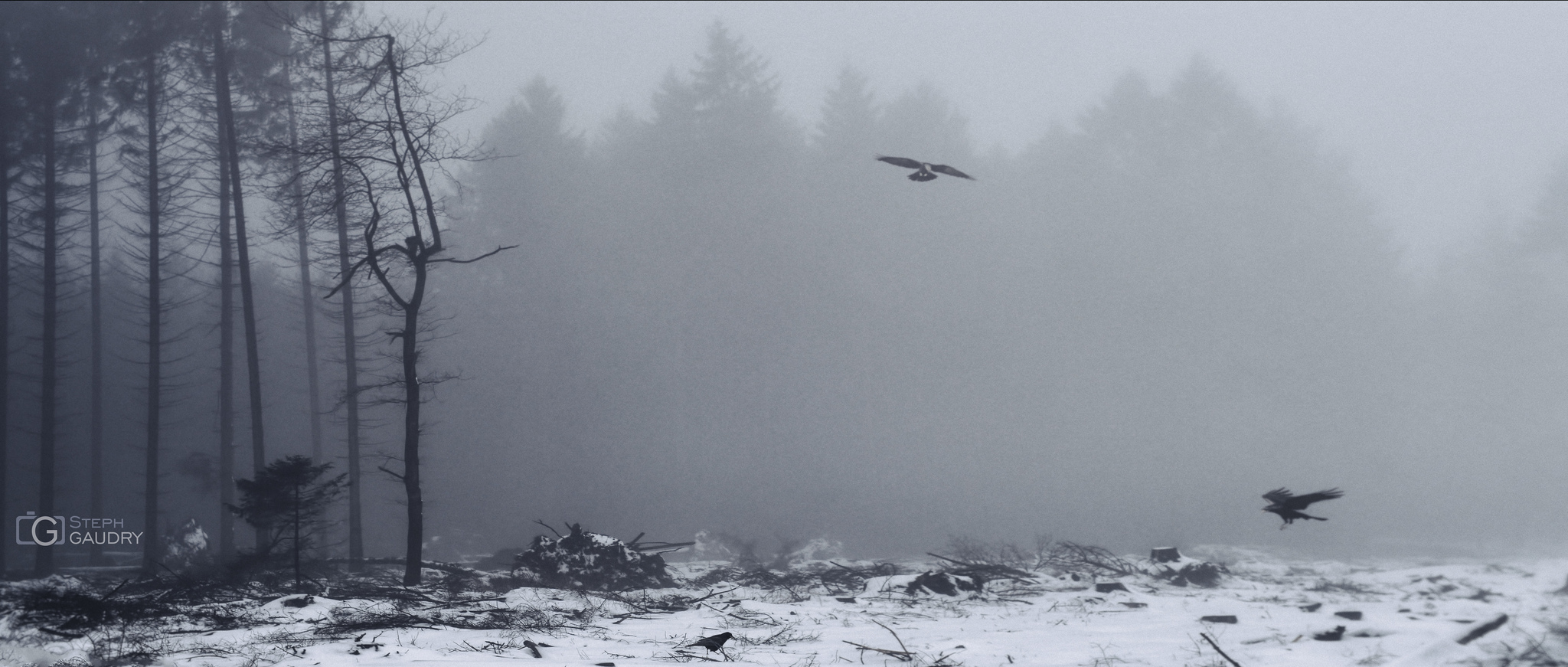 Crows in the mist - Xhoris [Cliquez pour lancer le diaporama]