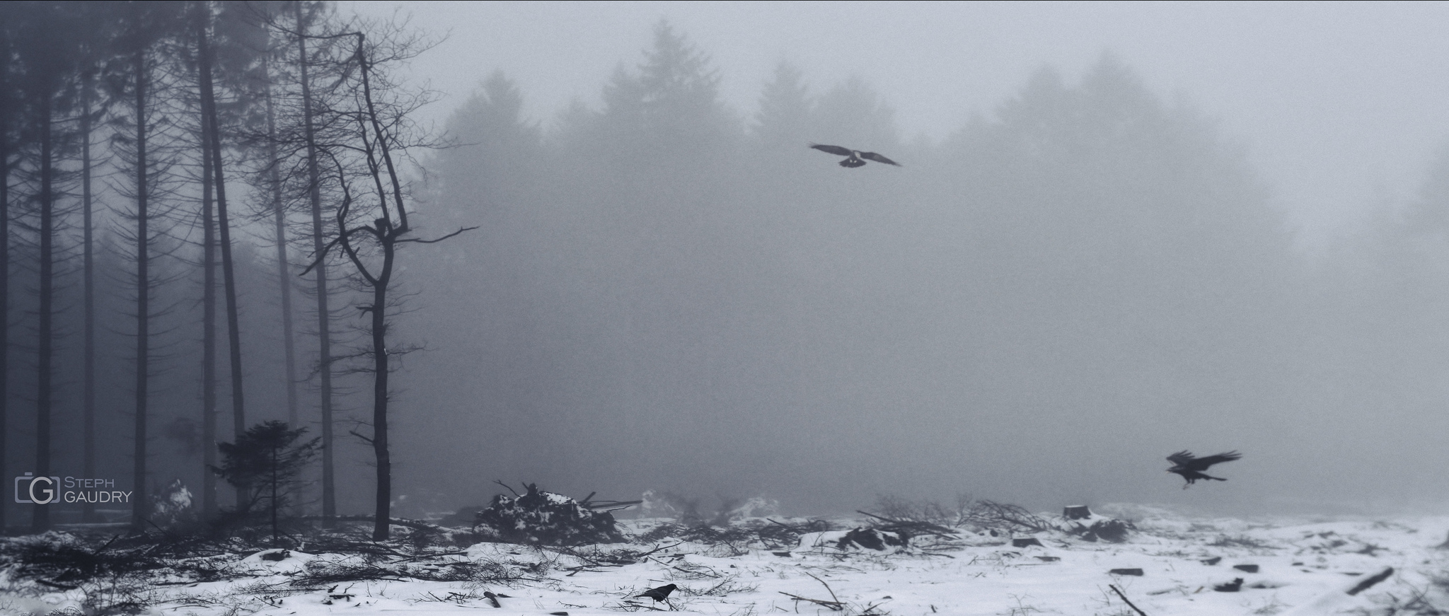 Crows in the mist - Xhoris [Click to start slideshow]