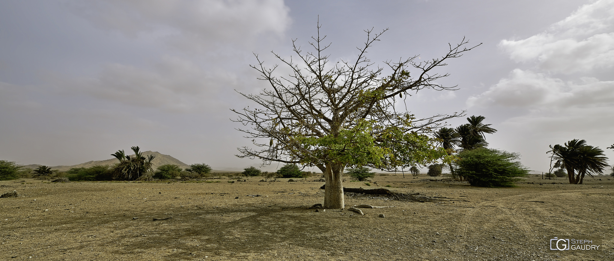 Baobab devant le Monte Estância [Klicken Sie hier, um die Diashow zu starten]