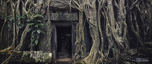 Temple de Ta Prohm sous les racines de fromager