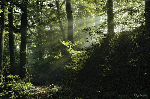 Rayon de soleil dans le brouillard