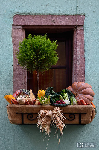 Citrouille au balcon... 2