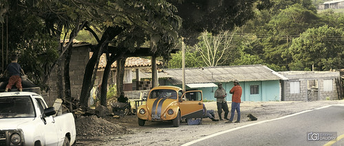 Coccinelle orange le long de la route de Desplayado (MEX)