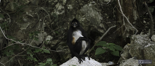 Singe araignée sur les rives du Río Grijalva