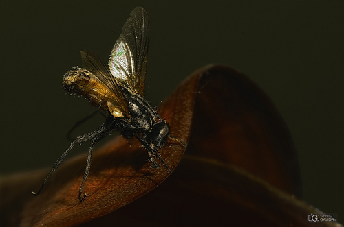 Dead insect on a living flower