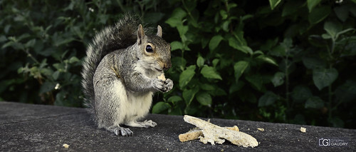 A London squirrel not at all scared