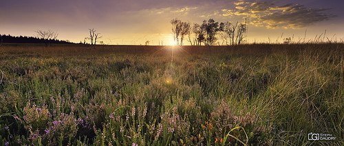 Bruyères des Fagnes