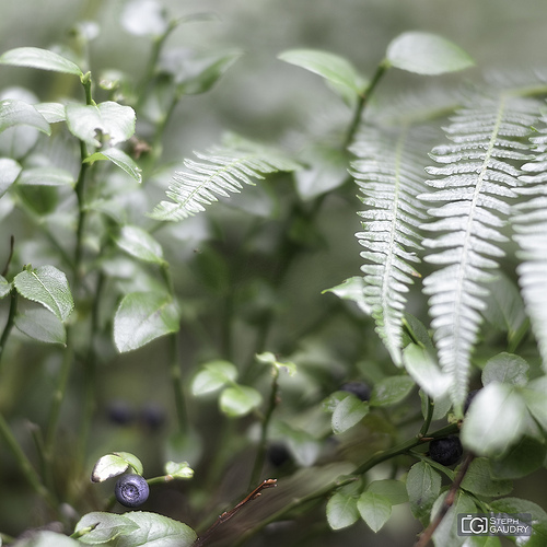 Myrtilles des marais  - Vaccinium uliginosum  [Bilberries]