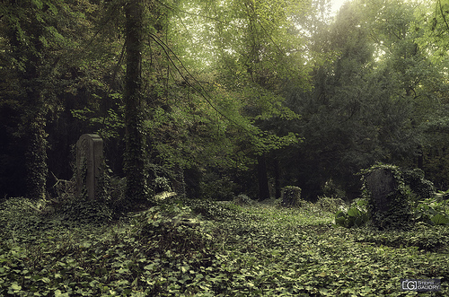 Lierre et tombes dans un cimetière oublié