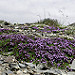 Miniature Photo suivante: Serpolet