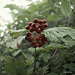 Miniature Photo suivante:
