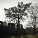Miniature Photo précédente: Abbaye de Villers: le cellier en contre-jour