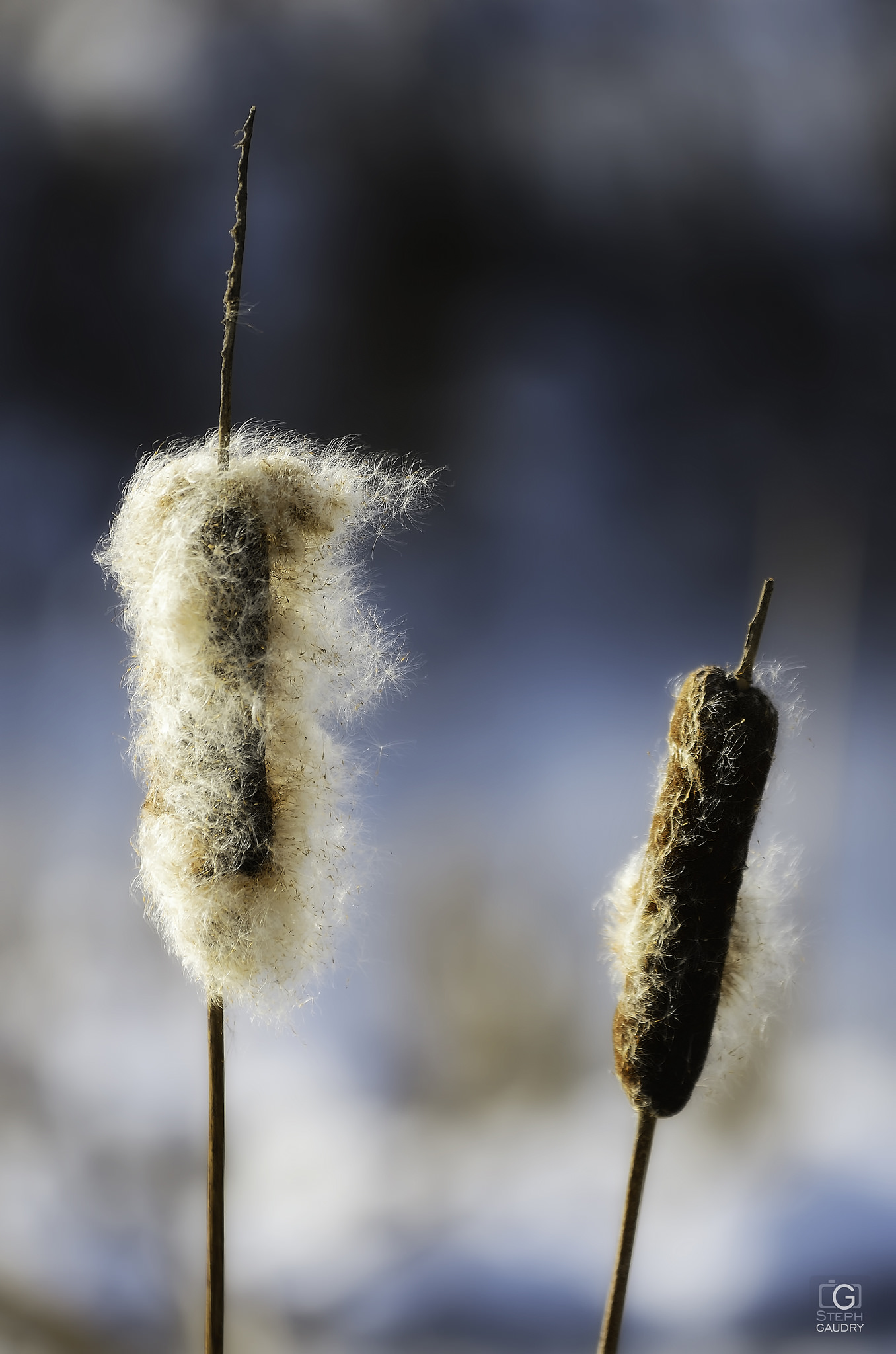 Duvet hivernal [Click to start slideshow]