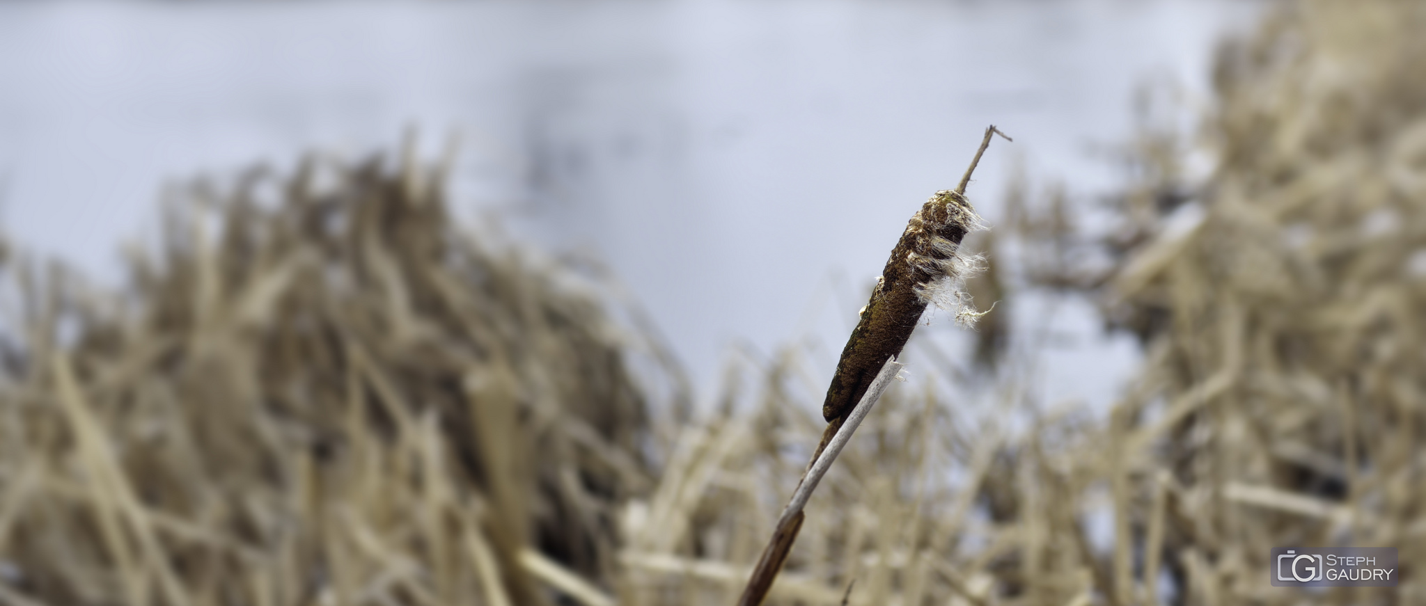 La mare aux joncs de Forêt [Klik om de diavoorstelling te starten]