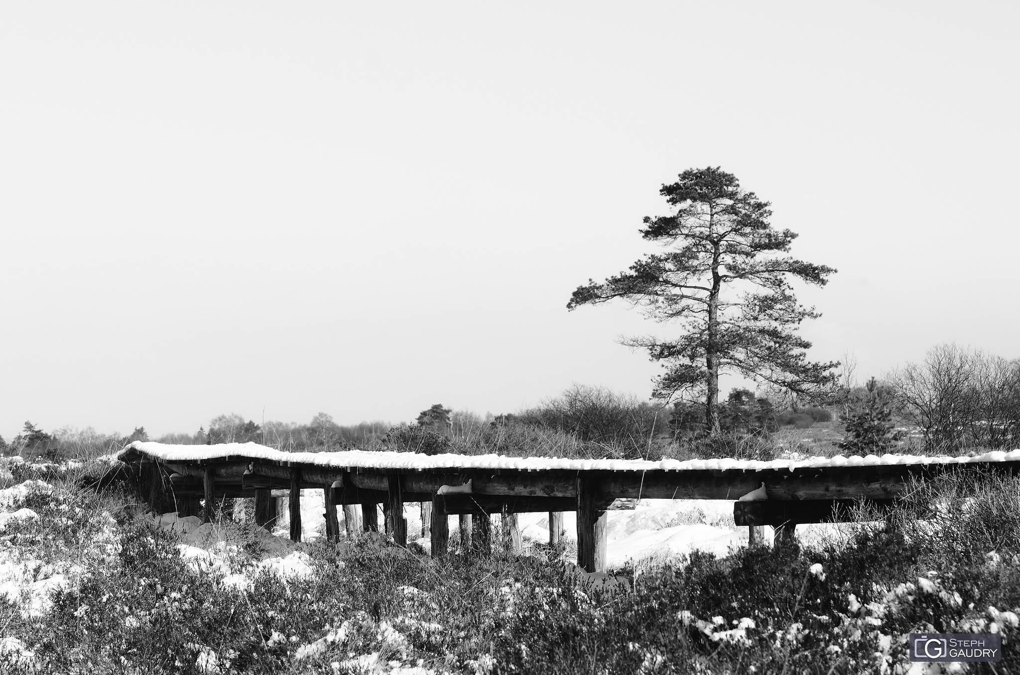 Promenades hivernales / Caillebotis dans les Hautes Fagnes