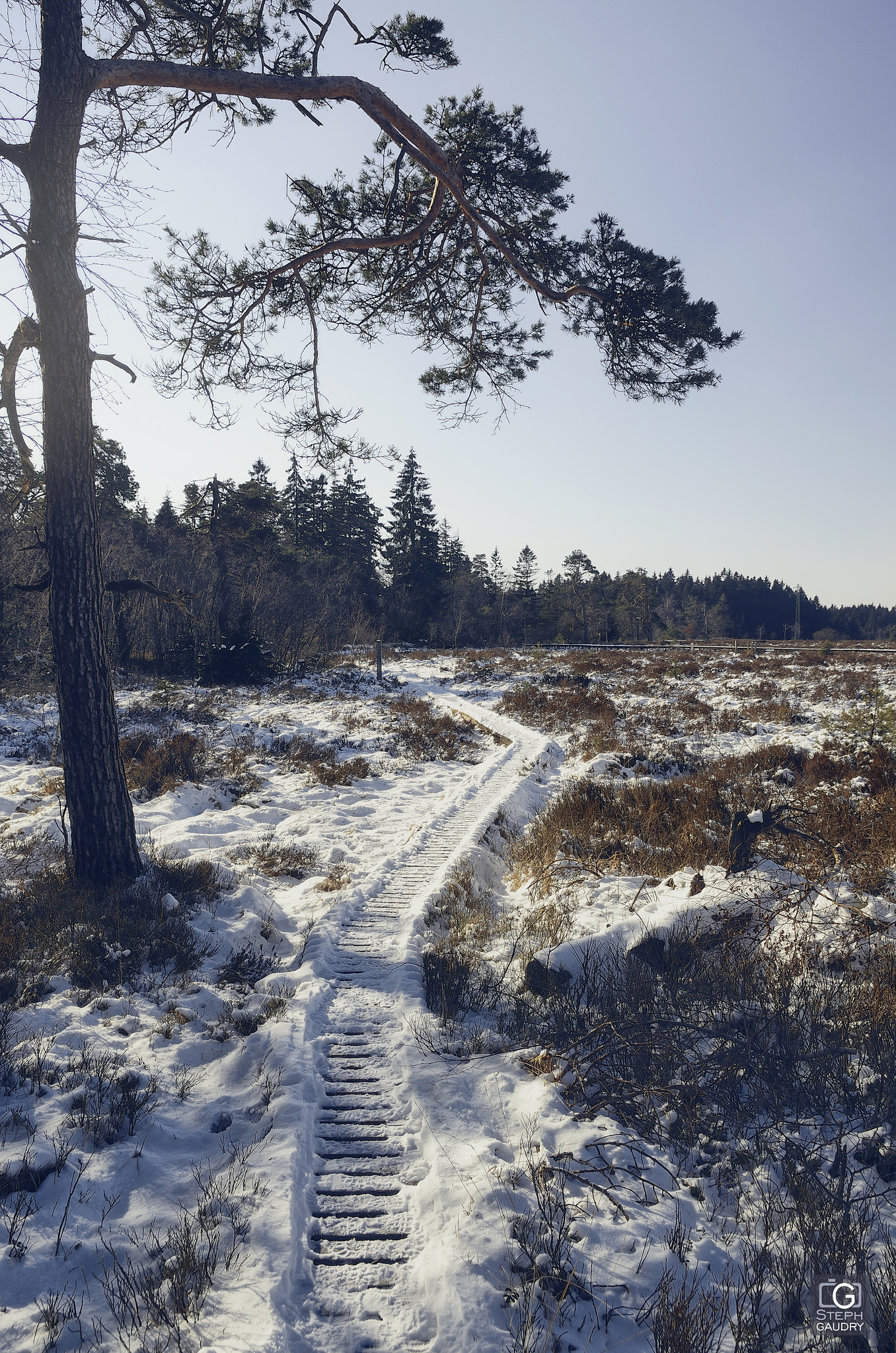 Promenades hivernales / Caillebotis dans la tourbière