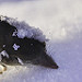 Miniature Photo précédente: Victime du froid