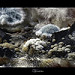 Miniature Photo précédente: