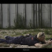 Miniature Photo précédente: War Photographer