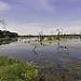 Miniature Photo suivante: Forêt immergée près de Neak Pean