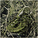 Miniature Photo précédente: Sport nature, la semaine prochaine je m'y remets :-)