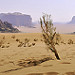 Thumb Wadi Rum desert (JOR)