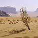 Miniature Photo précédente: Wadi Rum desert (JOR)
