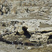 Miniature Photo suivante: Le cromlech de Mad Max
