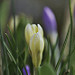 Thumb Crocus