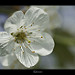 Thumb Premières fleurs de mon cerisier