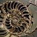 Thumb Spiral @ Natural History Museum - London