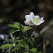 Thumb Premières fleurs de printemps