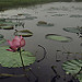 Miniature Photo précédente: hoa loa kèn nước