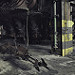 Miniature Photo précédente: Speeder
