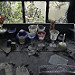 Miniature Photo précédente: Présentation d'un savoir-faire oublié