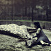 Miniature Photo suivante: La fille à la girafe - l'adieu