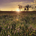 Miniature Photo précédente: Bruyères des Fagnes