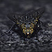 Miniature Photo suivante: