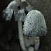 Thumb Coprinus comatus