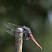 Thumb Dragonfly - 2018_04_22_152730