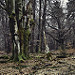 Miniature Photo précédente: Spa, entre les bois de la Picherotte et Berinzenne